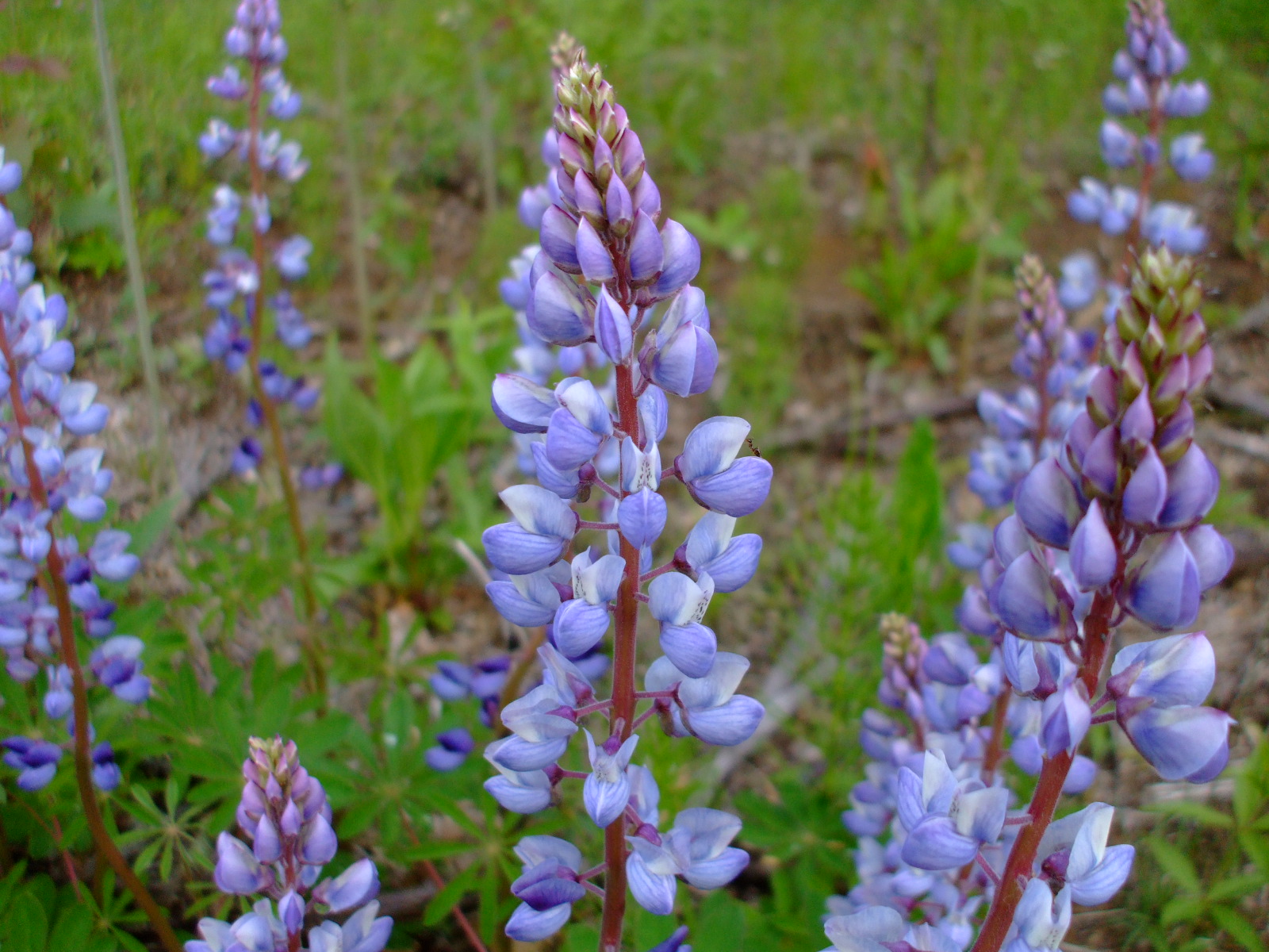 Lupinus perennis